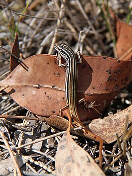 Ctenotus taeniolatus