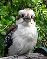 The same immature in a residential garden in Swanbourne, Western Australia