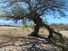 Arbres enlacés à Villa San José de Vinchina en 2015