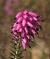 Erica carnea.