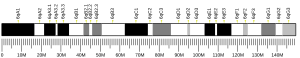 Chromosome 6 (souris)