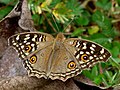 11. A tarkalepkék (Nymphalinae) közé tartozó Junonia lemonias száraz évszakban szokásos megjelenése. A felvétel a Kerala állambeli Kadavúrban készült. (javítás)/(csere)