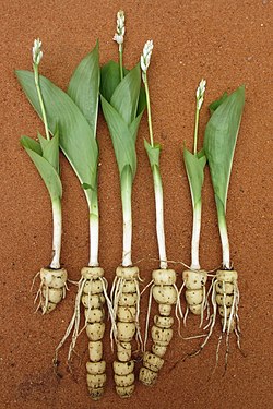 Hábito de Kabuyea hostifolia mostrando os tubérculos.