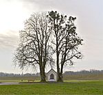 Kastanie und Linde bei der Grüner-Kapelle