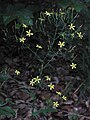 Mycelis muralis (= Lactuca muralis) in Germany