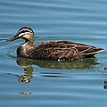 Pacific black duck