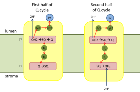 Q cycle of Cytochrome b6f complex (plastoquinol—plastocyanin reductase)