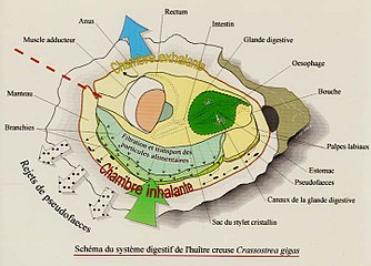 Représentation schématique de l'anatomie d'une huître creuse