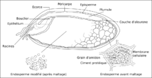 Schéma en coupe d'un grain d'orge.