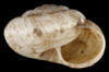 apertural view of Xerocrassa geyeri