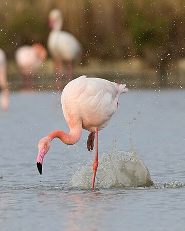 Rinsing the foot in water and then scratch the head with it