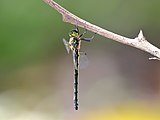 Female lateral view