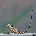 Tail display by juvenile male in Rajasthan, India