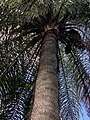 Acrocomia aculeata showing spines at Mounts Botanical Garden in West Palm Beach,Florida, USA