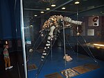 Rear view of an opalized Addyman Plesiosaur fossil at the South Australian Museum