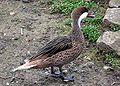 White-cheeked pintail