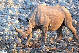 Black Rhinoceros Advancing 2019-07-23.jpg