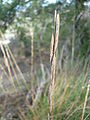 Detall d'una espiga seca de fenàs de marge, també a la Serra de les Torretes (Martorell) al febrer. Observeu que les espiguetes estan molt acostades a la tija i que les arestes són tan curtes que gairebé no s'aprecien