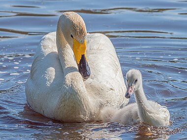 lebădă de iarnă (Cygnus cygnus)