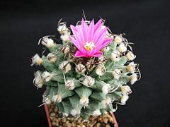 Turbinicarpus alonsoi