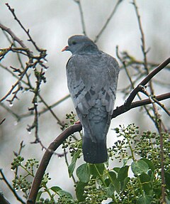 Holudúfa (Columba oenas)