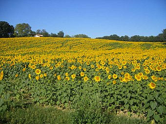 Champs de tournesols