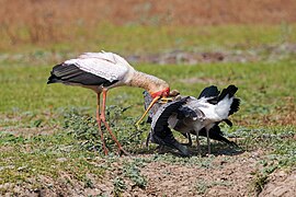 Juveniles Feeding Adult Yellow-billed Stork Lupande Jul23 A7R 06339.jpg