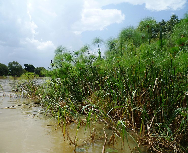 File:Lake Tana papyrus.jpg