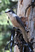 Esemplare della sottospecie albescens nell'Alberta.