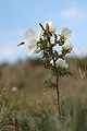 In the Dutch dunes with hoverfly