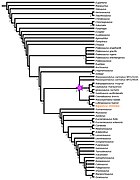 Sauropodomorpha tree Chapelle 2019.jpg