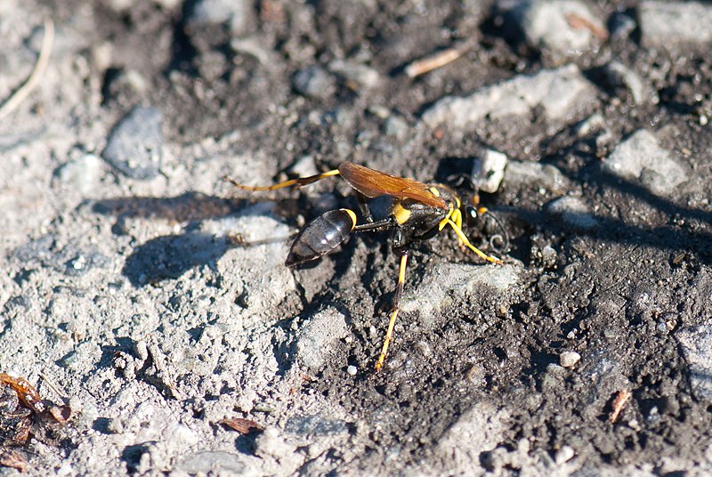 File:Mud dauber abdomen (6174397038).jpg