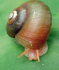 Amphicyclotulus amethystinus