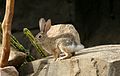 Black-tailed Jackrabbit