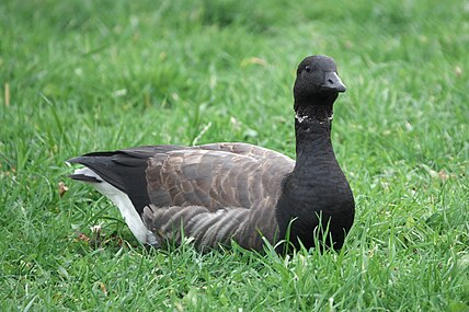 gâscă neagră (Branta bernicla)