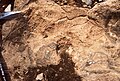 Ammonites and belemnites washed over a supratidal surface (calcretes and "teepees"); Aganane Formation of the High Atlas, Morocco.