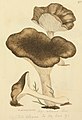 Hygrophorus atramentosus