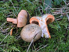 Kuuseriisikas (Lactarius deterrimus)