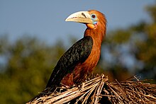 Rufous-necked Hornbill.jpg