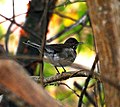 White-throated thrush