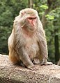 Female Rhesus macaque in Guiyang, China