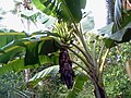 Image 27Tall herbaceous monocotyledonous plants such as banana lack secondary growth, but are trees under the broadest definition. (from Tree)