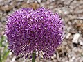 Allium 'Gladiator'