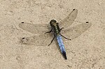 Orthetrum cancellatum – Oberseite