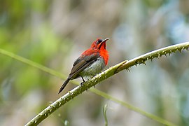 BURUNG MADU SEPAH RAJA.jpg