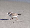 Piping plover