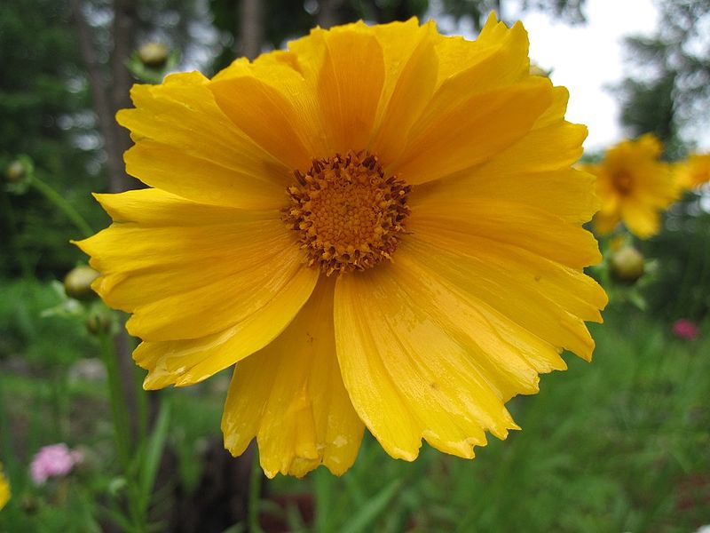 File:Coreopsis grandiflora.jpg