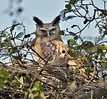 Bubo coromandus