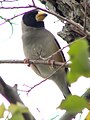 Yellow-billed grosbeak