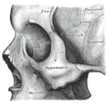 Etmoide visível no centro (dentro da órbita ocular).